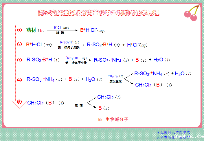 1-图示：离子交换法提取生物碱的化学原理.png